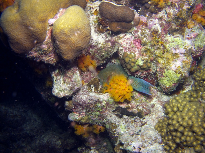 IMG_3848 Parrotfish really tucked in for the night.jpg